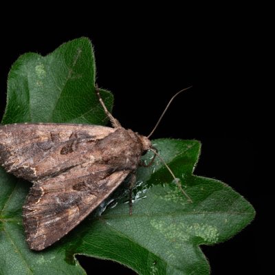 Lacanobia suasa (můra zahradní), NPP Pouzdřanská step - Kolby