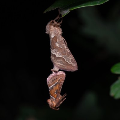 Triodia sylvina (hrotnokřídlec salátový), PR Kamenný vrch