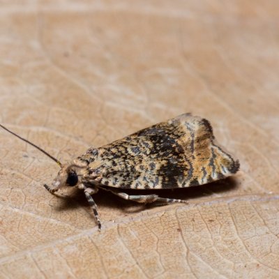 Celypha lacunana (obaleč jahodníkový), Kývalka