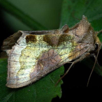 Diachrysia stenochrysis (kovolesklec podvojný), Popůvky