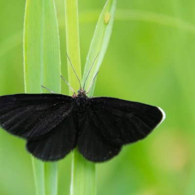 Odezia atrata (černokřídlec smuteční), SK, Súľov-Hradná