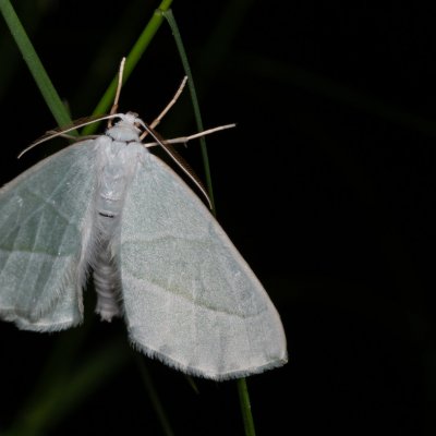 Campaea margaritaria (běločárník habrový), Žebětín