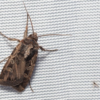 Euxoa aquilina (osenice obilná), PR Turold