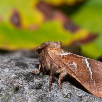 Triodia sylvina (hrotnokřídlec salátový), Hornek