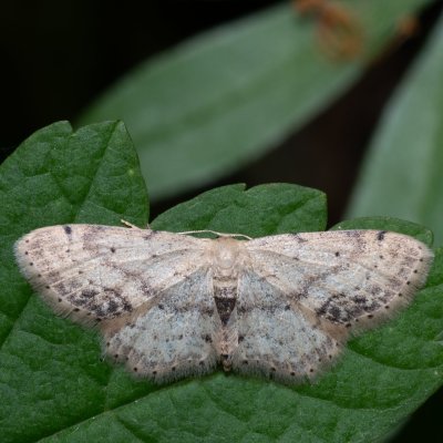 Idaea dimidiata (žlutokřídlec měsíčkový), NPR Děvín