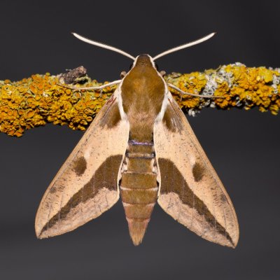 Hyles euphorbiae (lišaj pryšcový), NPR Slanisko u Nesytu