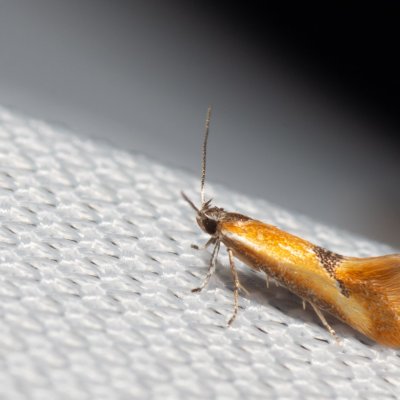 Batia sp., PR Turold