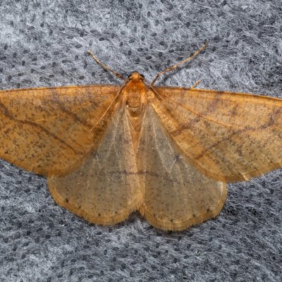 Agriopis aurantiaria (tmavoskvrnáč zlatavý), Žebětín