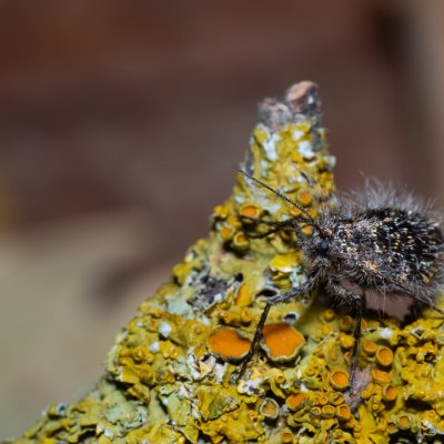 Lycia pomonaria (drsnokřídlec ovocný), PR Kamenný vrch