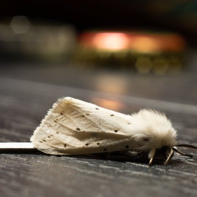 Spilosoma lubricipeda (přástevník mátový), Opatovice