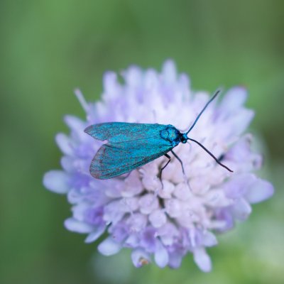 Jordanita subsolana (zelenáček průsvitný), NPP Švařec