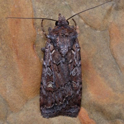 Euxoa tritici (osenice pšeničná), NPP Váté písky