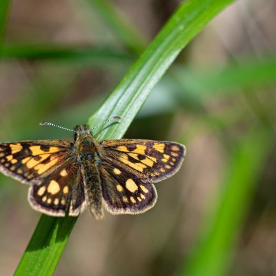 Carterocephalus palaemon (soumračník jitrocelový), Jimramov