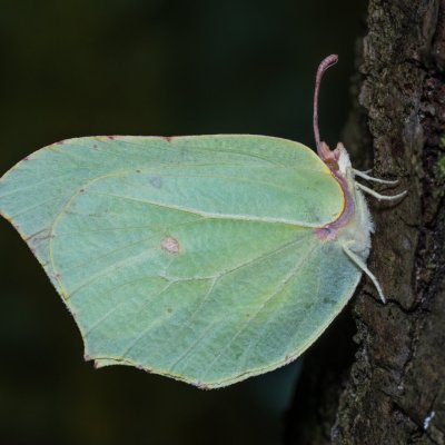 Gonepteryx rhamni (žluťásek řešetlákový), Ždánický les