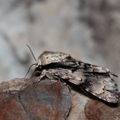 Acronicta alni (šípověnka olšová), PR Svatý kopeček