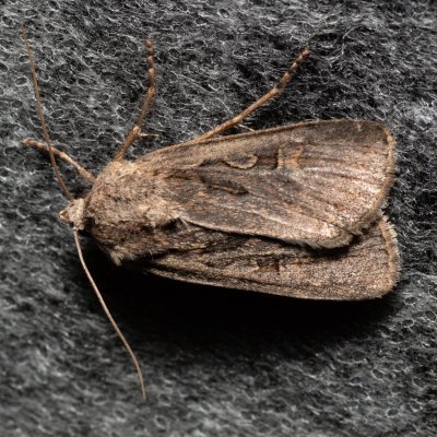 Euxoa aquilina (osenice obilná), Lysá hora u Ochozu