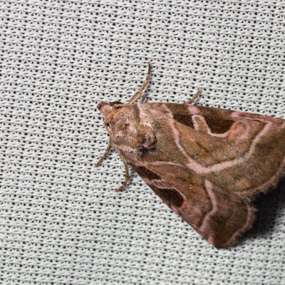 Eucarta virgo (blýskavka panenská), PP Na cvičišti