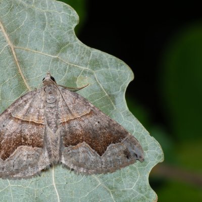Scotopteryx moeniata (vlnočárník janovcový), Kývalka
