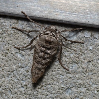 Agriopis bajaria (tmavoskvrnáč třešňový), PR Kamenný vrch