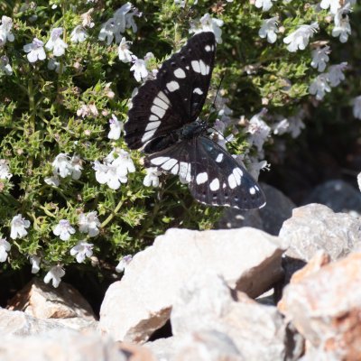 Limenitis reducta (bělopásek jednořadý), HR, Cesarica