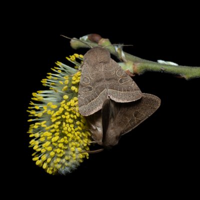 Orthosia cerasi (jarnice lipová), Žebětín