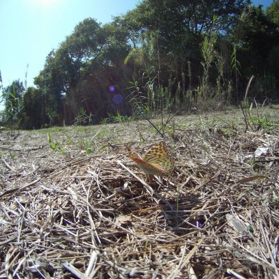 Argynnis pandora (perleťovec červený), GR, Sidari, Korfu