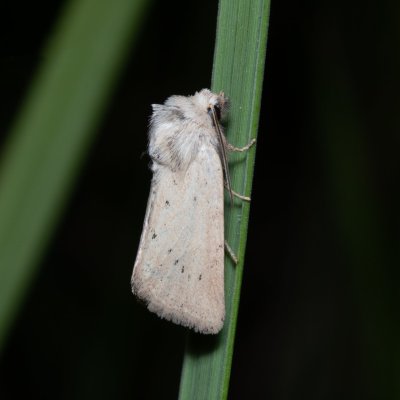 Photedes extrema (travařka žlutavá), Kývalka