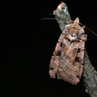 Xestia triangulum (osenice trojúhlá), NPP Pouzdřanská step - Kolby