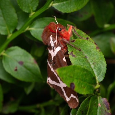 Arctia caja (přástevník medvědí), NPR Radostínské rašeliniště