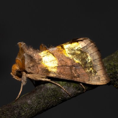 Diachrysia chrysitis (kovolesklec šedivkový), PP Skalky u Sedlece