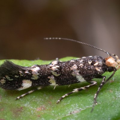 Eteobalea serratella (-), lom Perná