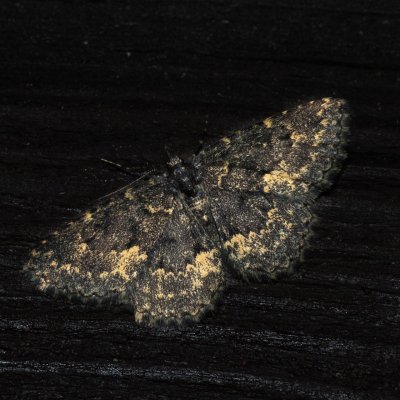 Parascotia fuliginaria (hnědavka tmavá), SK, Štôla