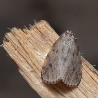 Thumatha senex (lišejníkovec mokřadní), Kateřinská jeskyně