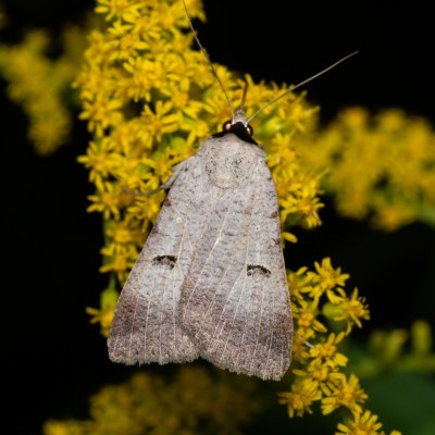 Lygephila craccae (hnědopáska vikvicová), PP Černice