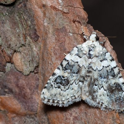 Bryophila domestica (šípověnka perlová), PR Svatý kopeček