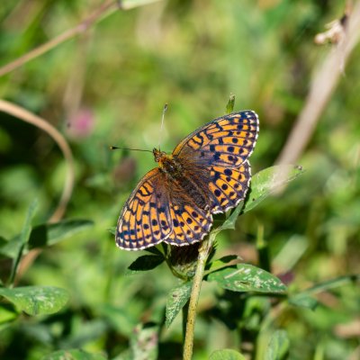 Brenthis ino (perleťovec kopřivový), SK, Tatranská Lomnica, Tatry