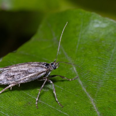 Diurnea lipsiella (šedivěnka podzimní), Žebětín