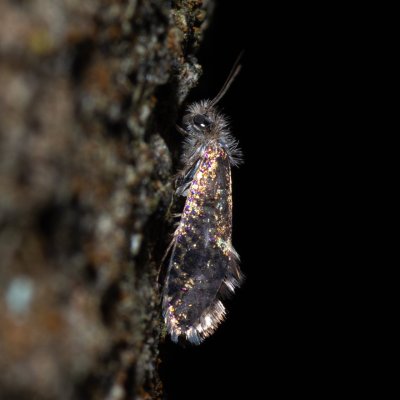 Eriocranioidea sp., Helenčina studánka