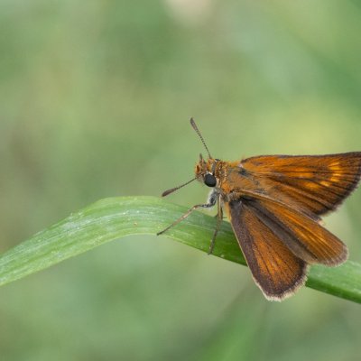 Thymelicus acteon (soumračník žlutoskvrnný), GR, Ano Garounas, Korfu