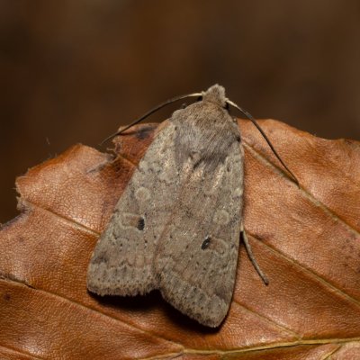 Agrochola laevis (polnice šťovíková), Kamenný vrch