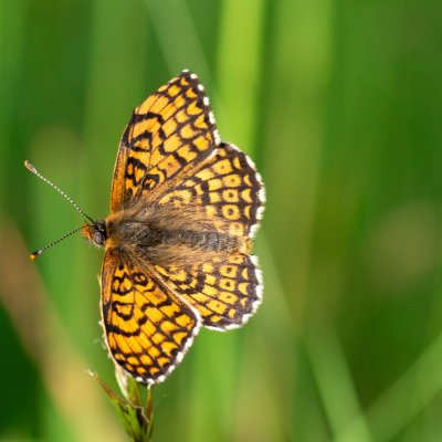 Melitaea cinxia (hnědásek kostkovaný), PR Kamenný vrch