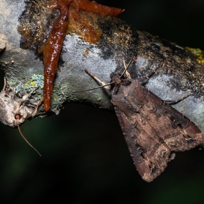 Agrotis ipsilon (osenice ypsilonová), Bratčice