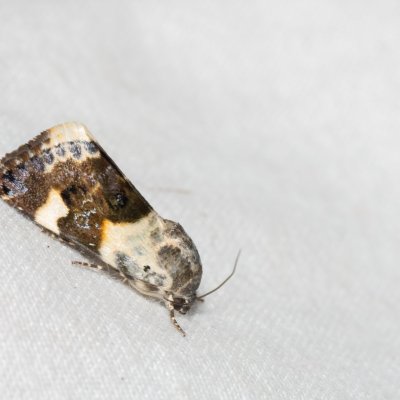 Acontia lucida (světlopáska slézová), PR Svatý kopeček