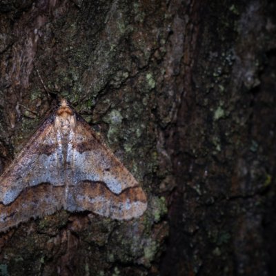 Erannis defoliaria (tmavoskvrnáč zhoubný), Podkomorské lesy