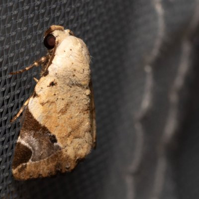 Pseudeustrotia semialba (-), TH, Khao Sok