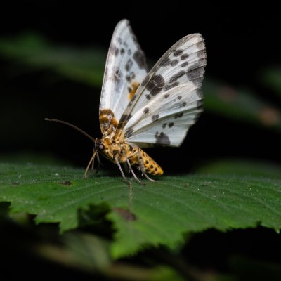 Abraxas sylvata (skvrnopásník jilmový), Kateřinská jeskyně