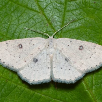 Cyclophora albipunctata (očkovec olšový), Devět křížů