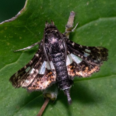 Thyris fenestrella (okenáč plaménkový), PP Skalky u Sedlece