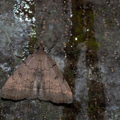 Zanclognatha zelleralis (žlutavka Zellerova), HR, Jablanac