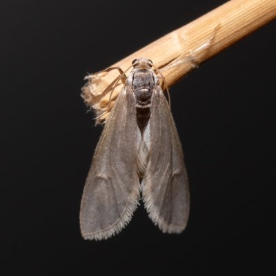 Acentria ephemerella (vílenka bílá), Henčov